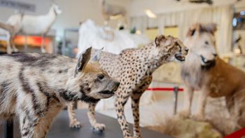 bible-animals-hyena