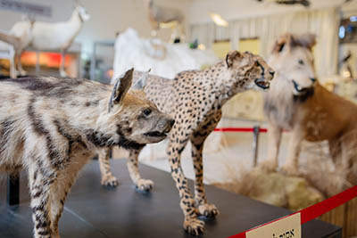 Bible Animals: From Hyenas to Hippos - Biblical Archaeology Society Bible Animals: From Hyenas to Hippos - Biblical Archaeology Society