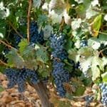 Grapes, ready for the harvest. Courtesy Photo Companion to the Bible, Genesis.