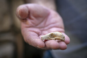 Bat skull used to date a building. Photo by Yaniv Berman, City of David.