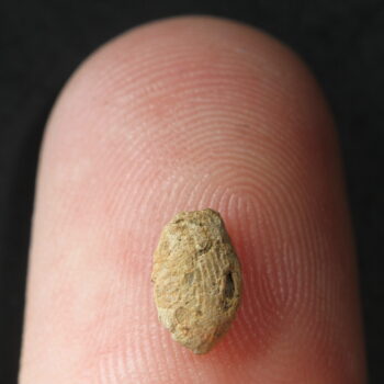 Tiny bead with child's fingerprint placed on a modern fingertip. Courtesy Laurent Davin.