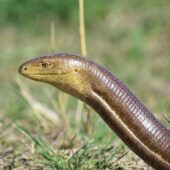 snake's head and neck in grass, the lower body is not shown. Credit: Kudaibergen Amirekul, via Wikimedia Commons, CC-BY SA.