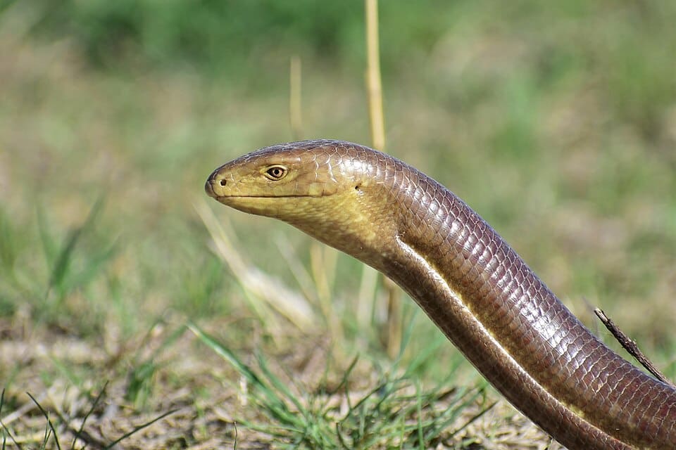 Snakes and Lizards a...